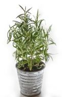 rosemary in a pot