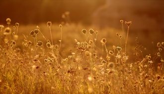 summer vegetation in the light of the setting sun