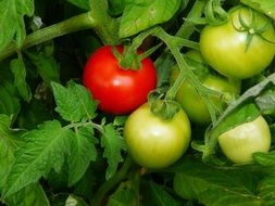 tasty and fresh red and green Tomatoes