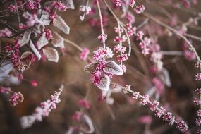 frosty twigs with pink berries