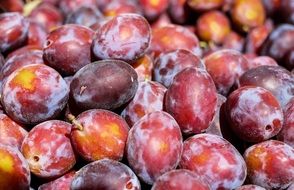 purple plum in the sun close up