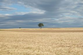 lonely tree on a corn field