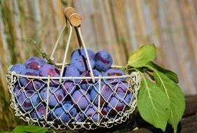 blue plum in a wicker basket close-up