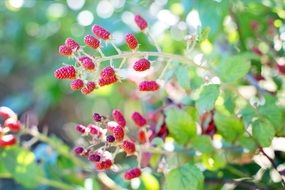 Raspberries Bush