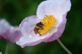 Bee on the beautiful and colorful Anemone Nemorosa flower