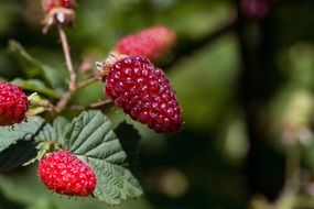 berries of ripe raspberries on a bush close-up