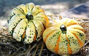 two striped pumpkins on straw