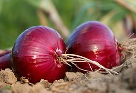 two red onions together