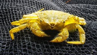 Yellow marine crab