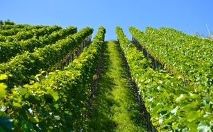 Beautiful and colorful Vineyard on the Mountain