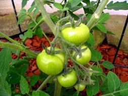 Tomatoes fresh green