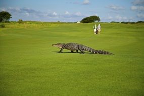 big alligator on a green golf course