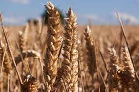 Cereal grains on field in the summer