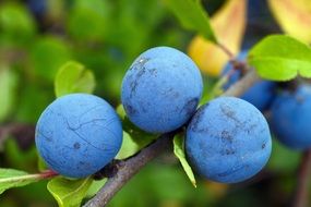 Blue blackthorn berries in the autumn