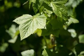 Green leaves in a summer garden