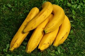 healthy bananas on the grass