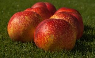 peach on green grass