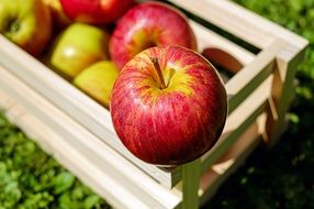 Apple Frisch