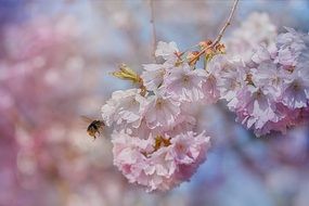 honey bee on a flowering fruit tree