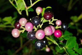 Peppervine Plant with Berries