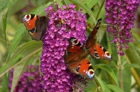 peacock butterflies on a pink flower