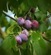 plums on the fruit tree