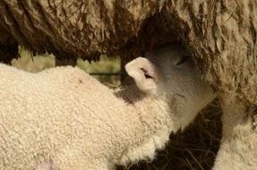 lamb drinks milk
