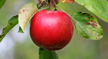 red ripe apple in summer garden