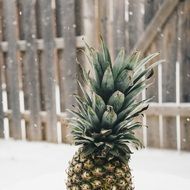 green pineapple on snow background