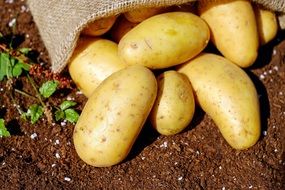 raw potatoes on soil