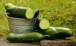 cucumbers of a own crop