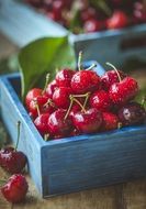 ripe Cherries in blue boxes