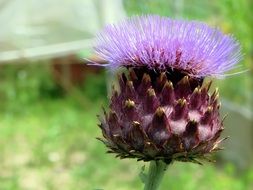 Purple artichoke flower in the garden