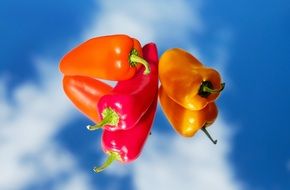 sweet pepper on a blue background