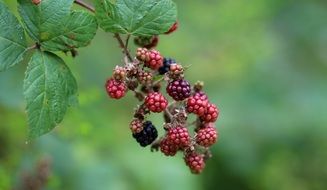 Mura Wild Berry in Forest macro