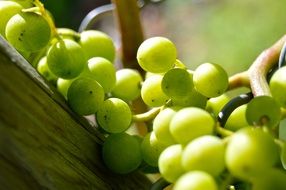 Henkel Grapes