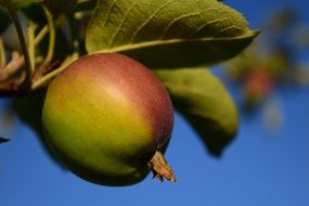 apple growing on the tree