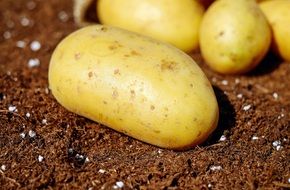 harvested young potato