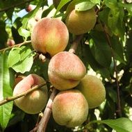 Peaches on theTree