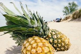 Pineapples on Sand Beach close up