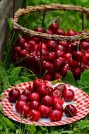 harvested sweet cherry in the garden