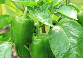 green pepper on a stem in a greenhouse