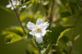 Closeup photo of Blackberry blossom