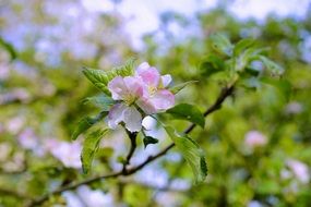 Apple Tree flower