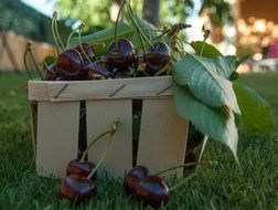 Cherries in a basket Closeup