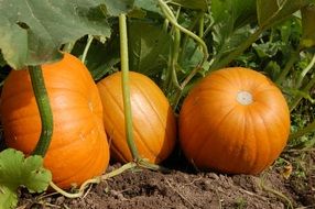 Orange fresh ripe pumpkins in the garden