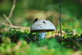 Champignon Mushroom on lawn