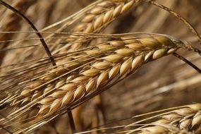 barley ripe ears close up