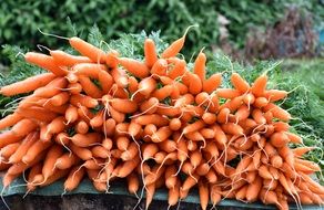 Healthy fresh Carrot
