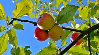 apple fruits delicious
